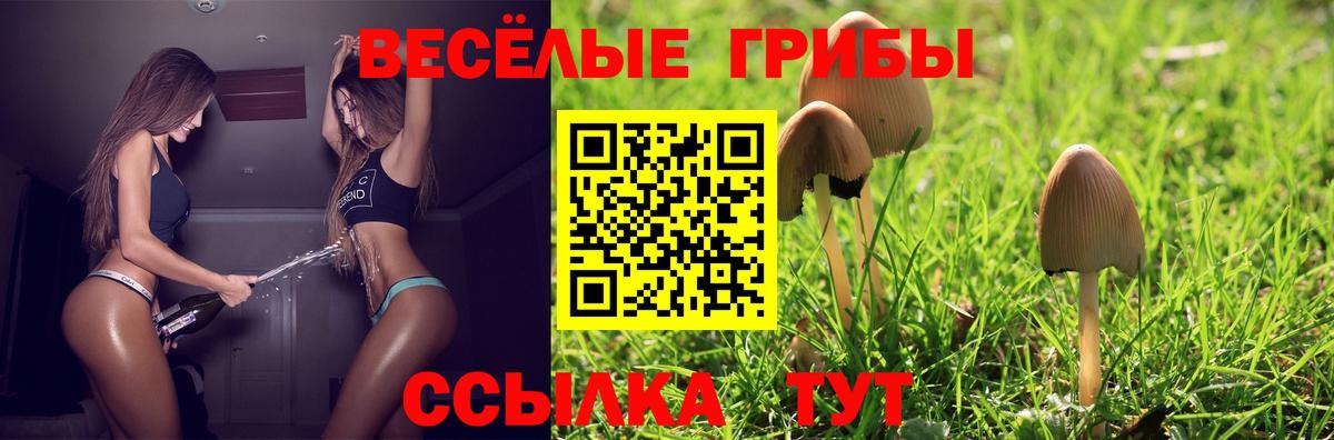 Галлюциногенные грибы Psilocybe Сунжа